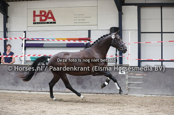 19 Mirone (Totilas x Irone v. Everdale)