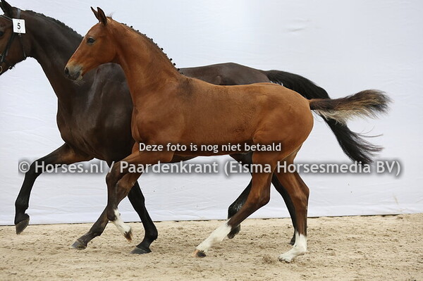 5 Vagant (Tangelo vd Zuuthoeve x Epona de Montsec)