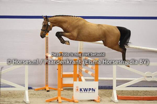 115 Never Lose x Arizona)