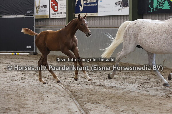 62 Ursela Keysershof (Diamant de S x Engelien v. Clinton)