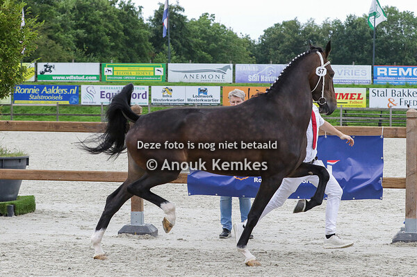 057 - RONDALINA HM LANTO HBC X ATLEET M.E.E. VAN DER KOOI-JONKER J. VAN DER KOOI, SINT NICOL