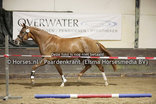 66 Onirma (Blue Hors Fifty Cent  x Inirma v. Desperado)