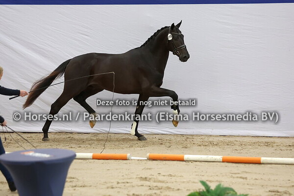 310 (Dante US x Jazz)