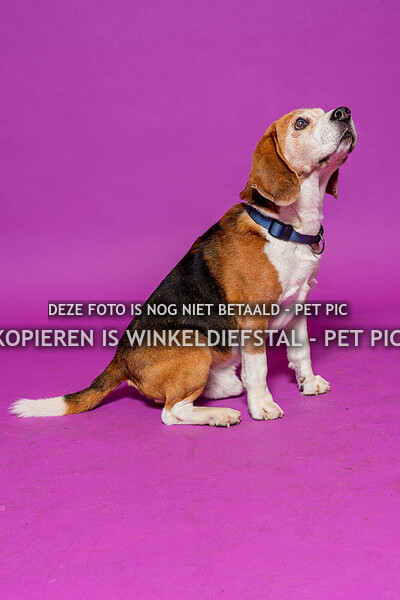 hond 07