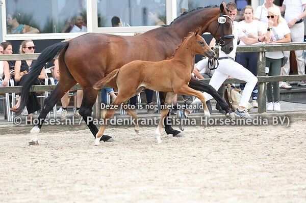 100 Vaya Valena Gold (Vino Tinto x Desna v. Sielberg)