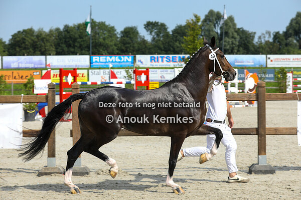 Rising Star ( Highway's Dreamboy x Eebert )