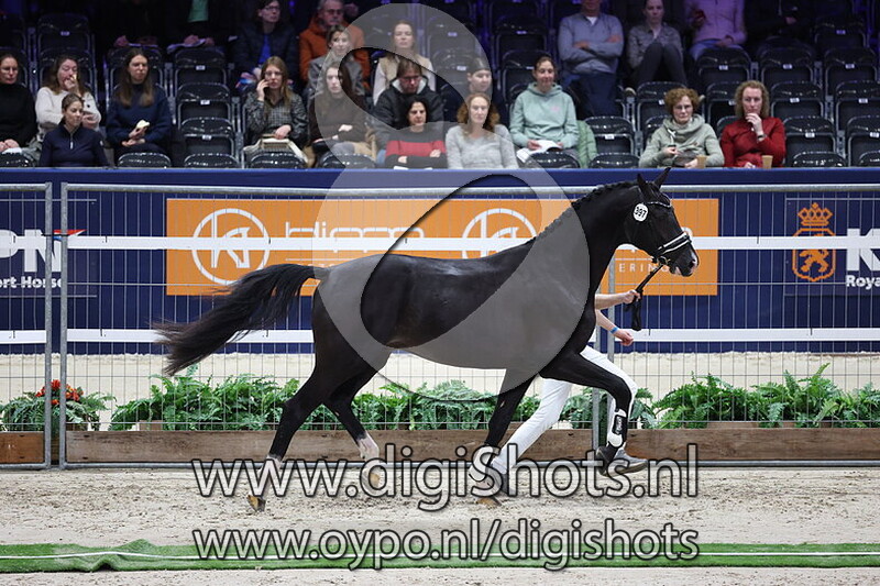 Scotch n Soda v. Kjento