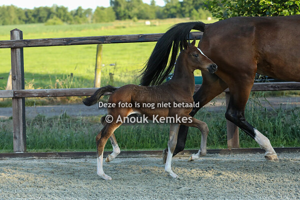 86 - Vastrona II ( Perrybridge Price Valiant x Icellie ) 