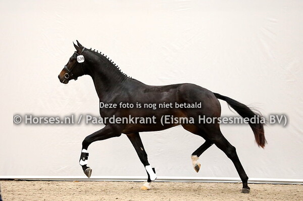 26-11-2020 1e bez KWPN Dressuur