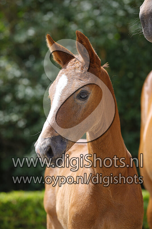 Tarhagobreaker M v. Carthago