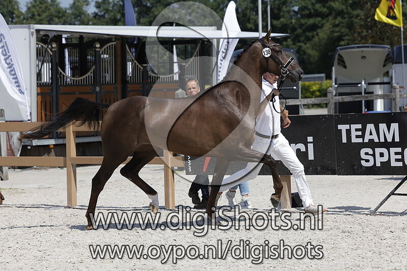 Prima Donna LXXXIII v. Ebony