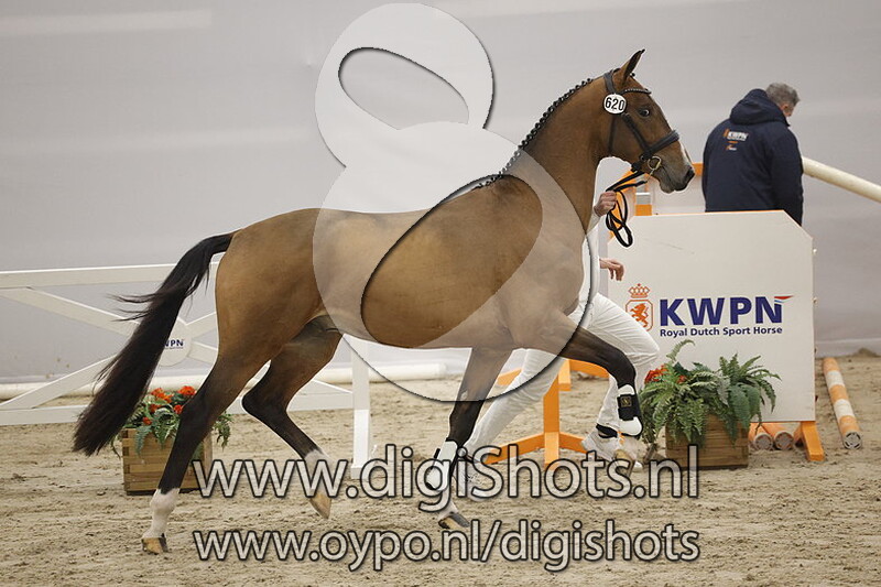 Pim v. Let's Dance SB - 620