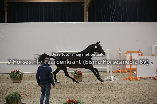 179 Neil Diamond VDL (Thunder vd Zuuthoeve x Uzamieka VDL v. Indoctro)