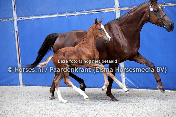 25-06-2024 CK Flevoland KWPN