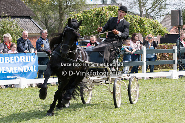 11. KFPS stamboekhengsten
