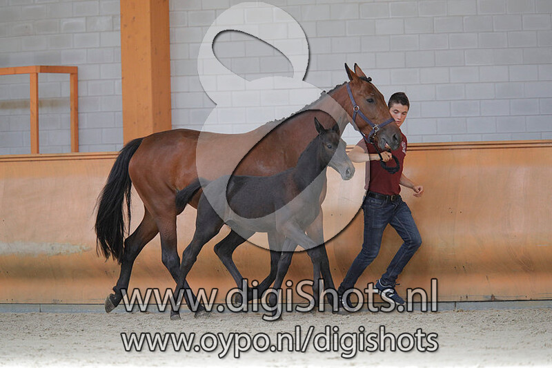 Cardento van de Eijkhof v. Cardento