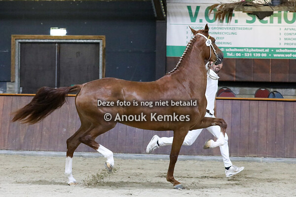 Rendelina  ( Maximiano I&S x Manno )