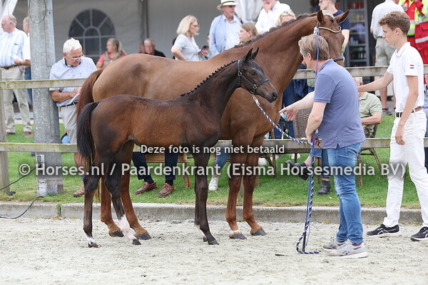 72 Viandra van Altrido (Secret USB x Iandra v. Apache)