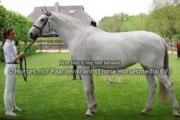 19 Fleu Loma (Clinton x Tiloma v. Indoctro)