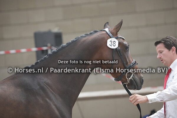 38 Oumayra (Franklin x Citina v. Tuschinski)