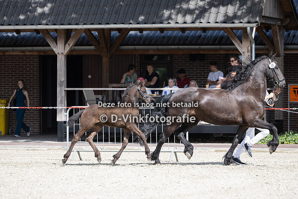 26. Dorus fan Groenewoude