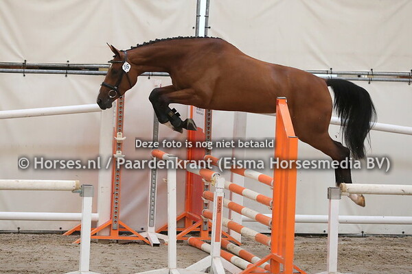 56 l'Amour ES(Aganix du Seigneur x Uma v. Peter Pan)