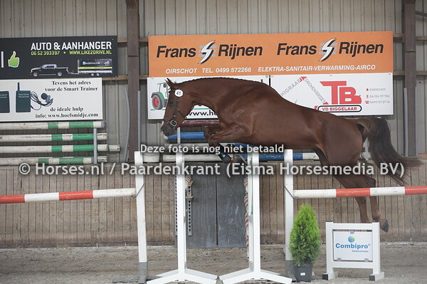 41 Kyrah (Zapatero x Gitana v. Zirocco Blue)