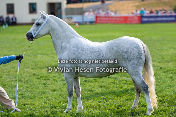 Section A Junior Barren Mares