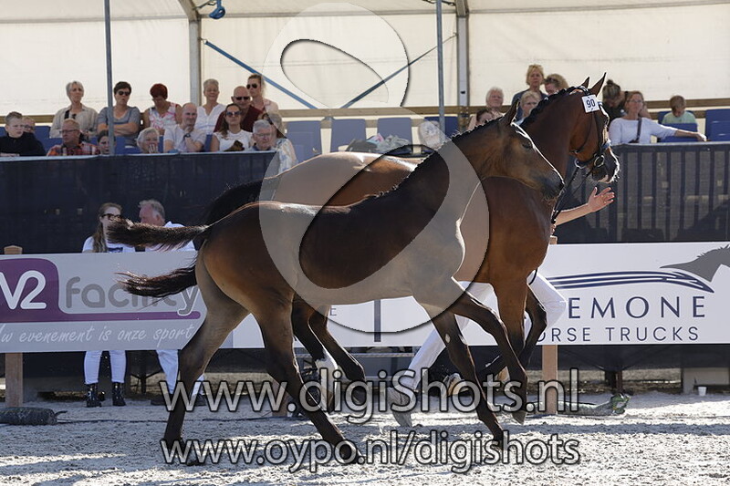 Trustful Taminiau v. Opoque