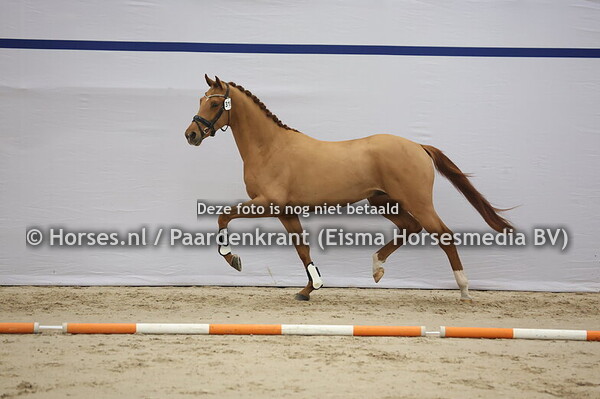 315 (Desperado x Don Tango)