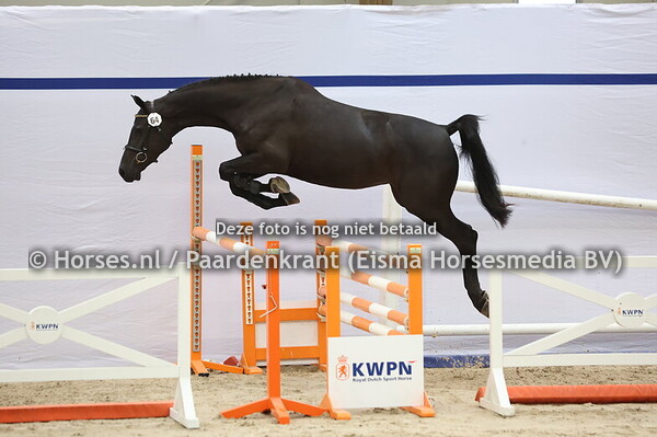 64 Celancara VDL Z (Chantinue x Leancara v. For Pleasure)