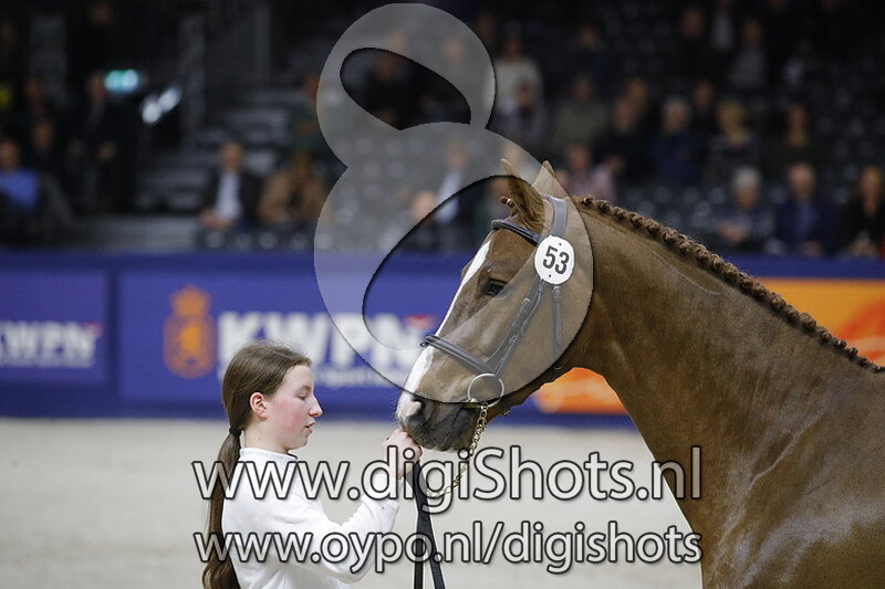 Maestro Gusto vd Laarse Heide Z 53