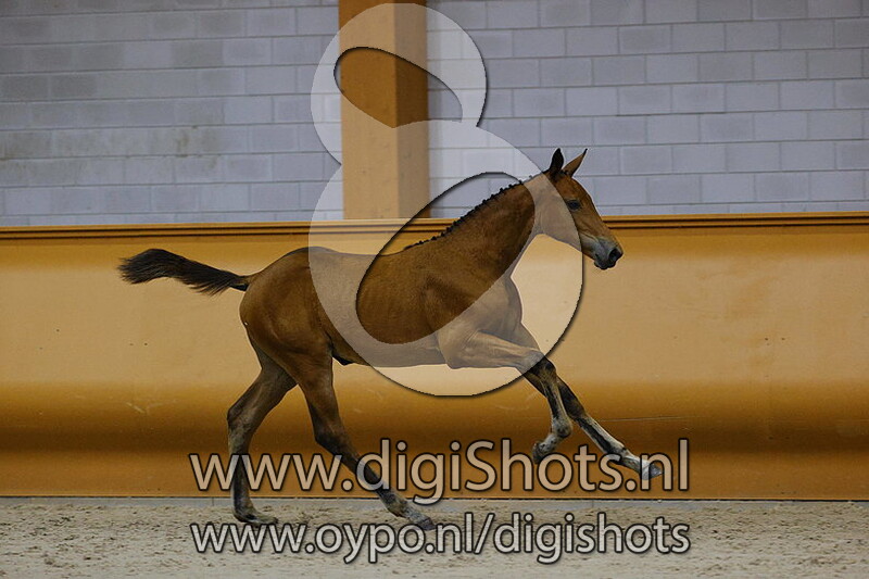 Piekaat v. Elbarone 111 Z