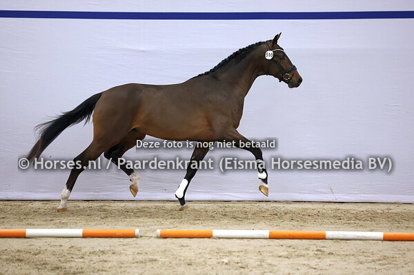 510 (Sir Donnerhall x Vivaldi)