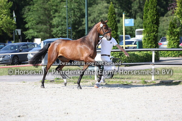 61 Sachery VDL (Balou du Reventon x Becherry v.Stakkato)