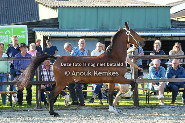 Showmaire ( Johnny Cash x Manno ) 