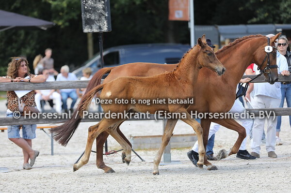 4 Sylvester de la Vie