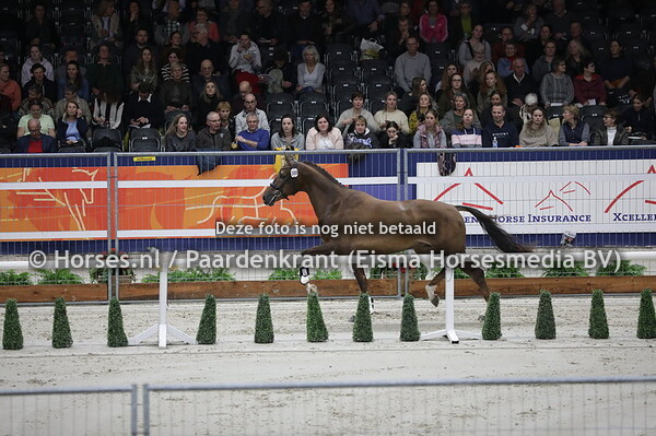 300 Monty (Apache x Cassey v. Jazz)