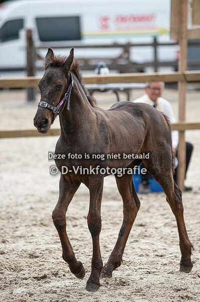 67. Sifra van de Boezem