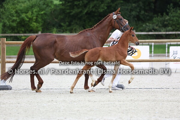 151 Vesper VW (For Romance x Mortense v. High Five US)