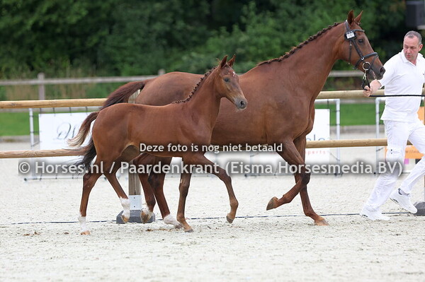 145 Vana-Elsarina (Extreme US x Elsarina v. Jazz)