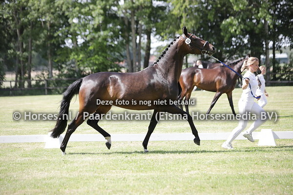 20 Nevada (For Cruise x Furesia v. Westpoint)