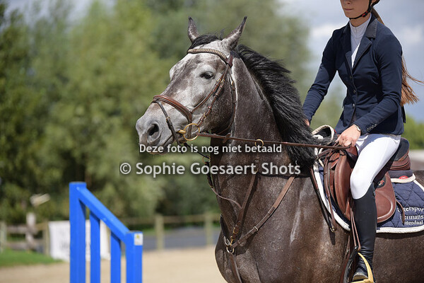 Hippo Revue Cup - 105