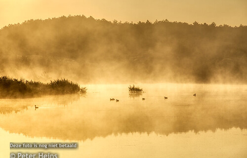 HEIDE_MIST_VOGELMEER_17AUG2024