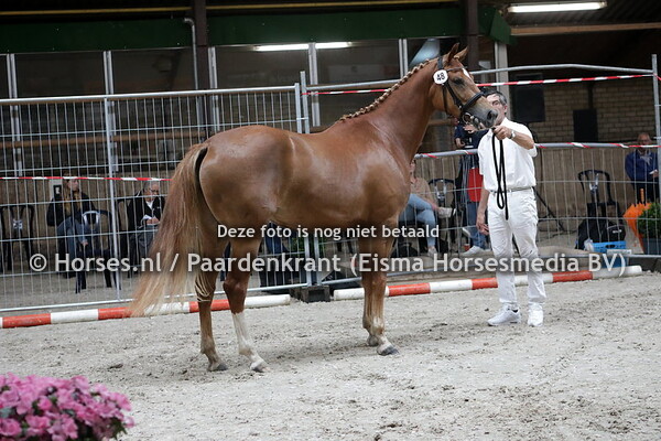 48 Manna (Apache x Atletico v. Democraat)