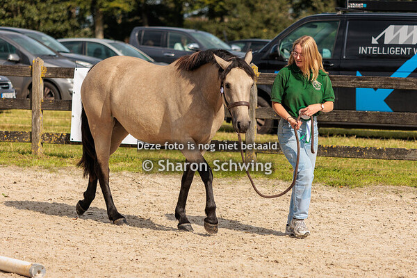 VROUWELIJKE TWEEJARIGEN/POULICHES DE DEUX ANS CPB									