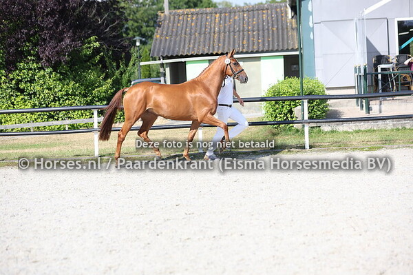 44 Sanna Maika VDL (Arezzo x Jamaika VDL v. Toulon)