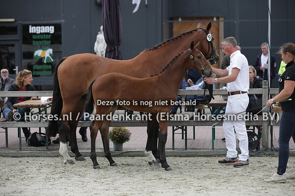 33 Picobella (Comthago x Channe v, Alicante)