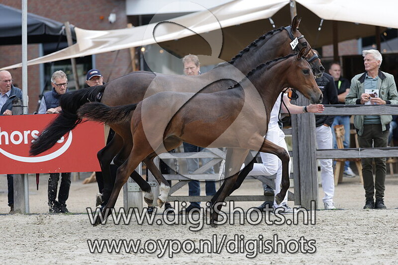 Vedette van het Ringhof v. Sarai L