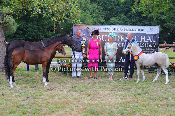 Fohlen und FohlenChampionat